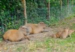 Eccles Sixth Form College Capybara